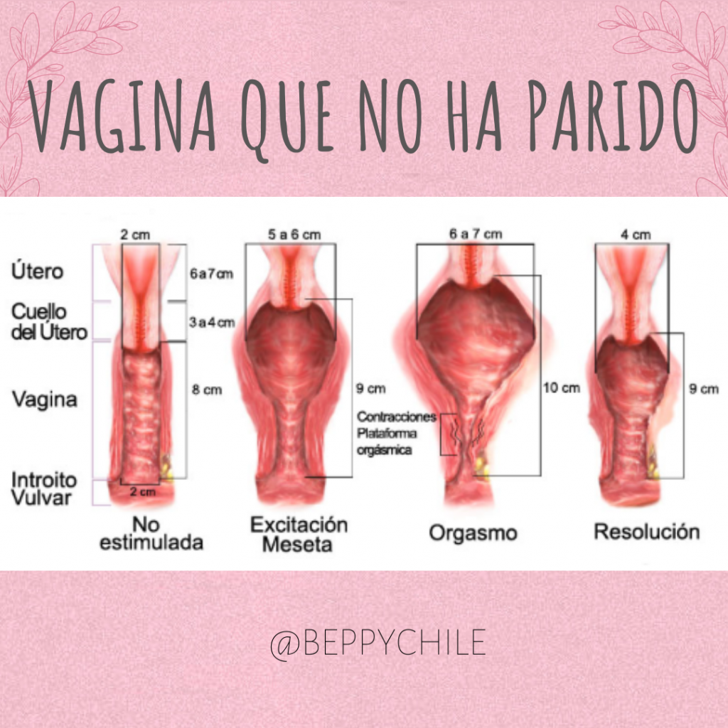 Vagina o vulva? Sí, existe una diferencia